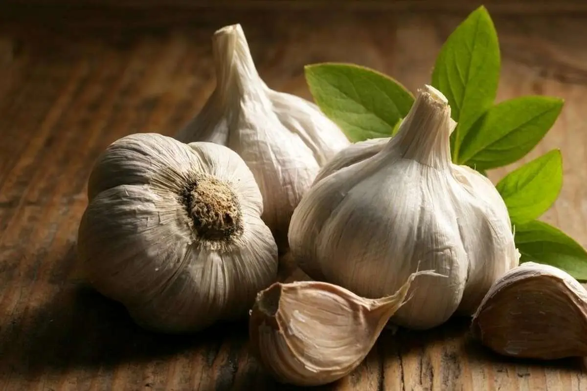 خوردن سیر خام ناشتا باعث لاغری می‌شود؟