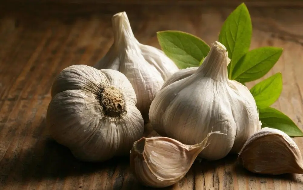 خوردن سیر خام ناشتا باعث لاغری می‌شود؟
