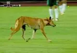  ورود سگ به زمین، مسابقه فوتبال را متوقف کرد