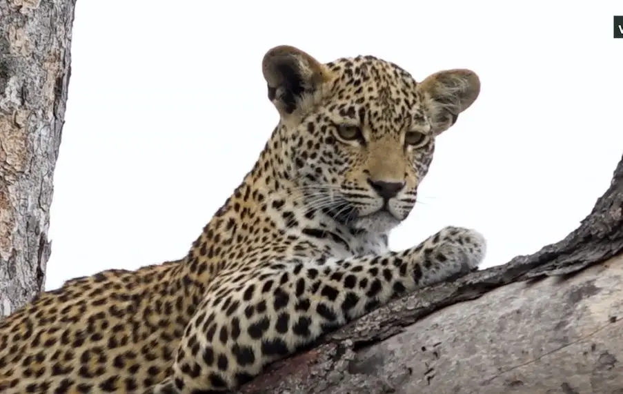 پلنگی در بالا، انسانی در پایین؛ اوج پیوند با طبیعت