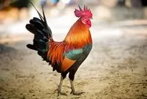 ببینید؛ عبور جسورانه خروس از وسط خیابان شلوغ 