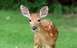 ببینید؛ نجات بچه گوزن گیر کرده بین نردهها ببینید؛ نجات بچه گوزن گیر کرده بین نردهها