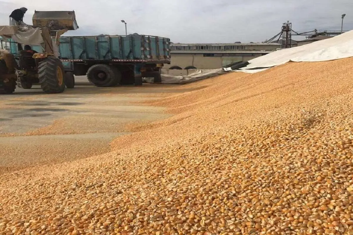 مسیر کاهش قیمت گوشت هموار شد