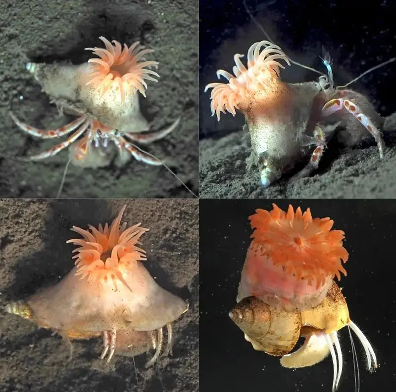 شقایق صورتی 