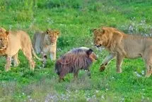 گراز وحشی در محاصره ۵ شیر؛ نبردی نفس‌گیر برای بقا