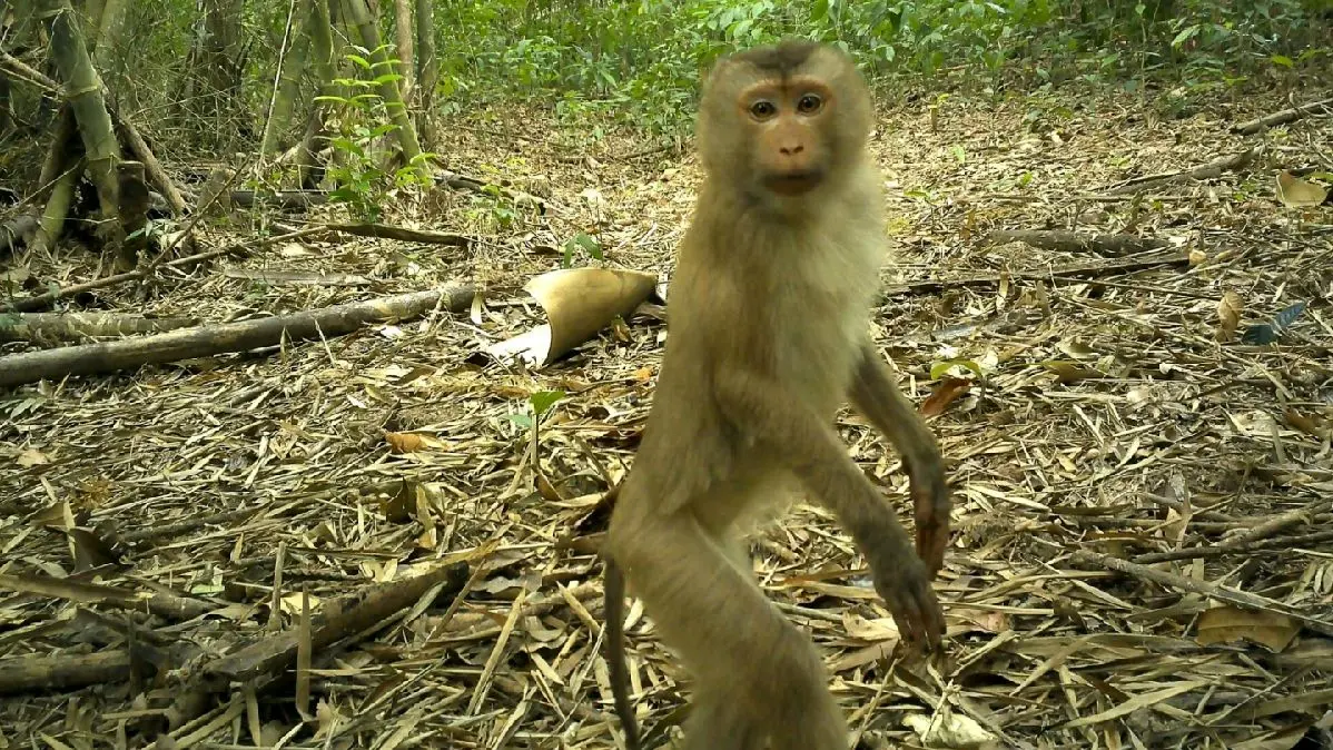 9 جانور نادری که در جنگل‌های «آمازون آسیا» دیده شدند