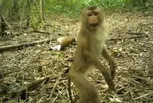 9 جانور نادری که در جنگل‌های «آمازون آسیا» دیده شدند