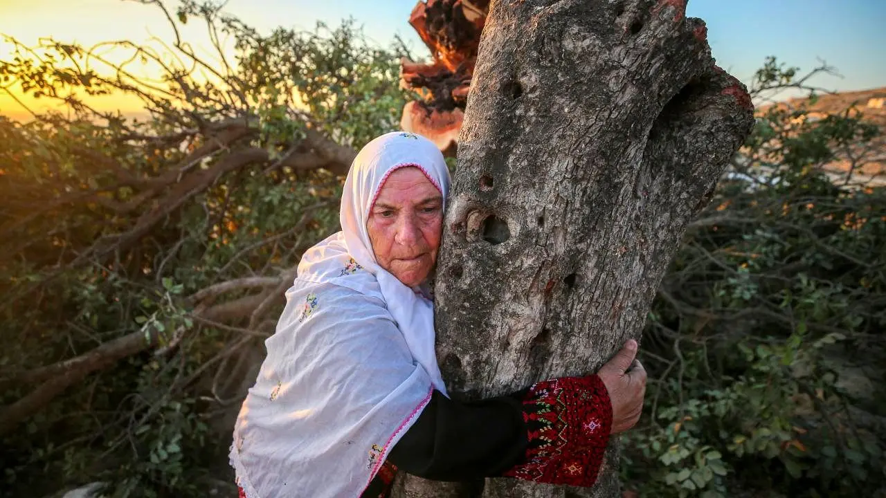 تصاویر؛ قطع درختان چند صدساله فلسطینی‌ها توسط اسرائیلی‌ها