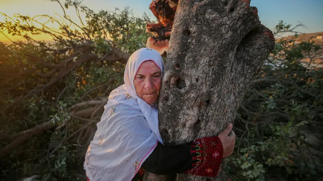 تصاویر؛ قطع درختان چند صدساله فلسطینی‌ها توسط اسرائیلی‌ها