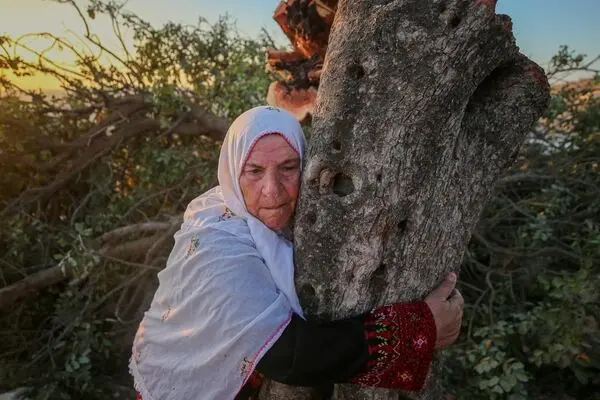 تصاویر؛ قطع درختان چند صدساله فلسطینی‌ها توسط اسرائیلی‌ها
