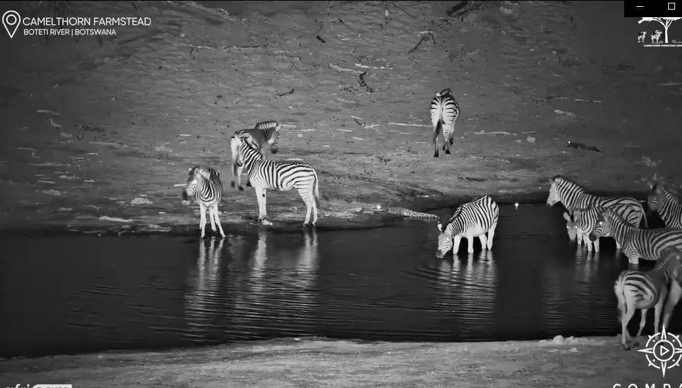 کروکودیل بدشانس زیر پای گورخر به هوا پرید