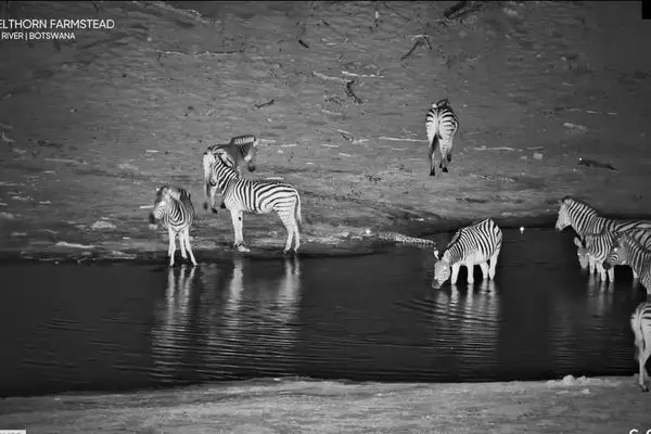 کروکودیل بدشانس زیر پای گورخر به هوا پرید