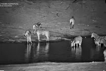 کروکودیل بدشانس زیر پای گورخر به هوا پرید