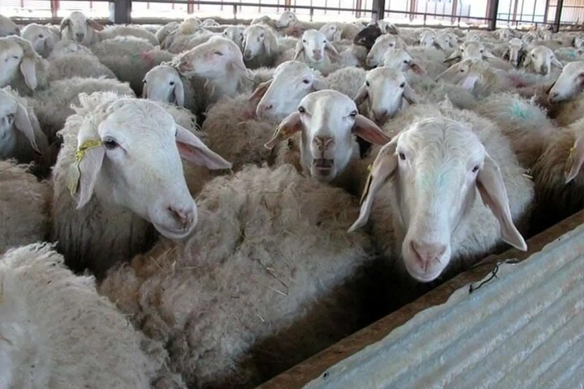 جهش ۲۹ برابری قیمت گوسفند در ۱۰ سال!