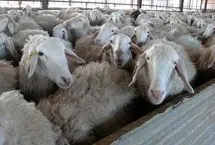 جهش ۲۹ برابری قیمت گوسفند در ۱۰ سال! 

