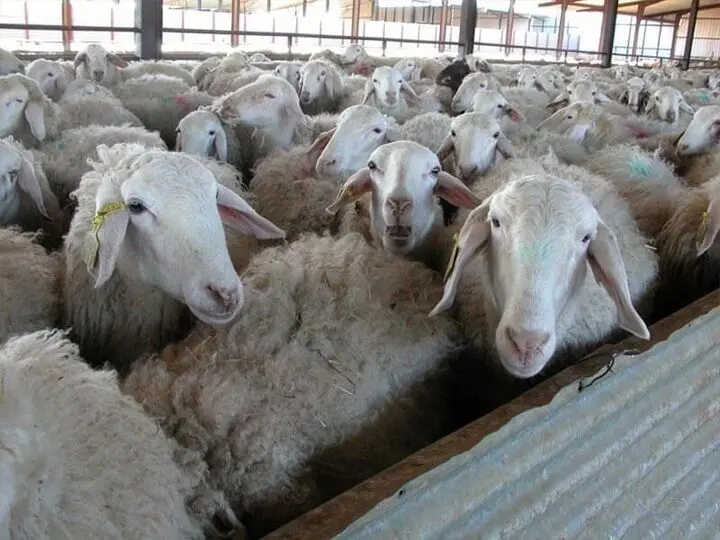جهش ۲۹ برابری قیمت گوسفند در ۱۰ سال! 

