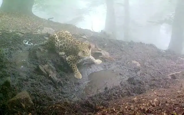 تصویری کم‌نظیر از آب خوردن یک پلنگ ایرانی در جنگل چلاو