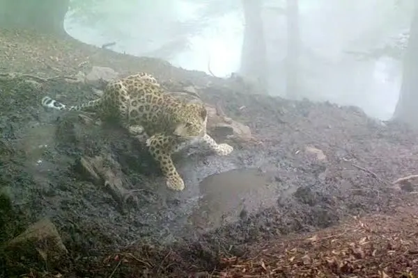 تصویری کم‌نظیر از آب خوردن یک پلنگ ایرانی در جنگل چلاو