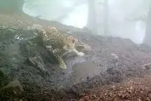 تصویری کم‌نظیر از آب خوردن یک پلنگ ایرانی در جنگل چلاو