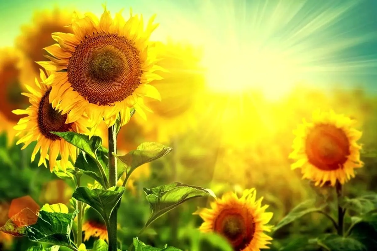 تفال به حافظ جمعه 2 خرداد ۱۴۰۴؛‌ ای دل ریش مرا با لب تو حق نمک....