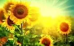 تفال به حافظ جمعه 2 خرداد 1404؛‌ ای دل ریش مرا با لب تو حق نمک....