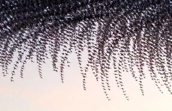 ثبت باورنکردنی پرواز دسته سارها