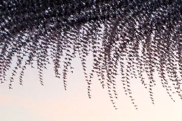 ثبت باورنکردنی پرواز دسته سارها