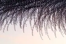 ثبت باورنکردنی پرواز دسته سارها