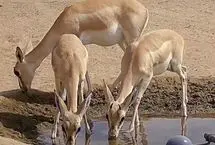 ببینید؛ احداث آبشخور برای آهوان منطقه حفاظت‌شده میشداغ
