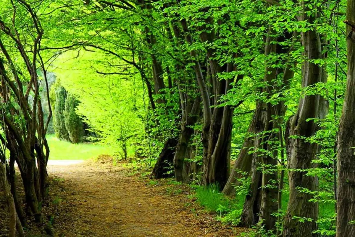 بهره‌کشی از جنگل‌های هیرکانی
