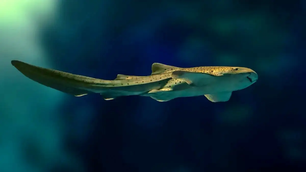 ویدئویی نادر از رشد جنین کوسه پلنگی درون تخم