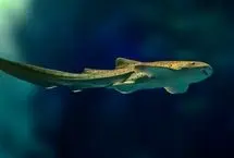 ویدئویی نادر از رشد جنین کوسه پلنگی درون تخم