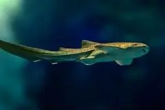 ویدئویی نادر از رشد جنین کوسه پلنگی درون تخم