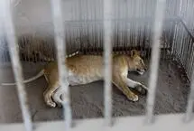  جنگ در غزه نفس حیوانات را هم گرفته است