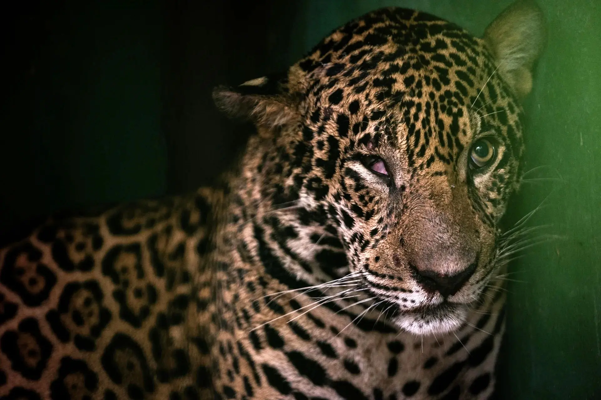 تصاویر؛ از توله‌یوزهای نجات‌یافته تا پلیکان کافه‌نشین