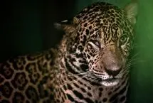 تصاویر؛ از توله‌یوزهای نجات‌یافته تا پلیکان کافه‌نشین