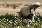 توضیحات مهاجرانی درباره مجوز کاشت خشخاش در ایران