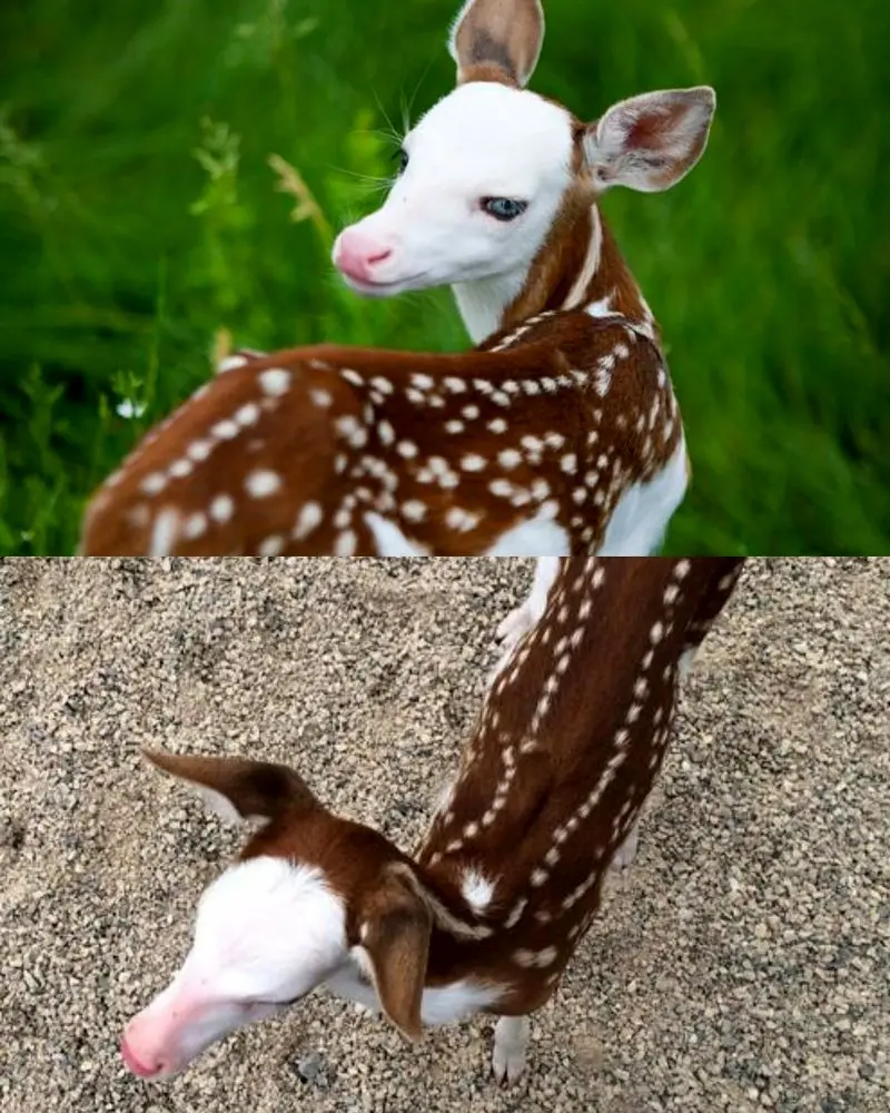 گوزن