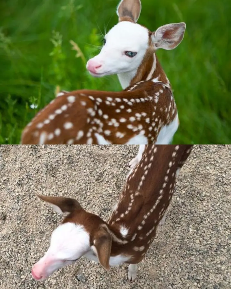 گوزن