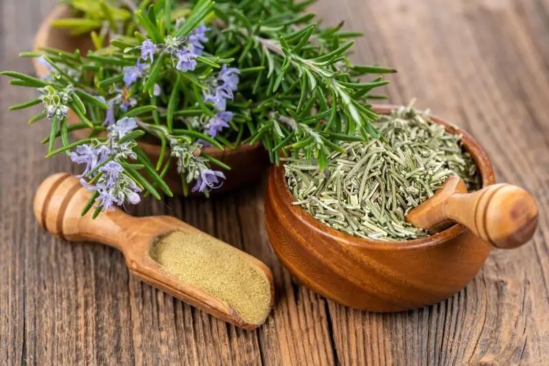 این گیاه ترند اینستاگرام واقعاً جای زخم را از بین می‌برد؟