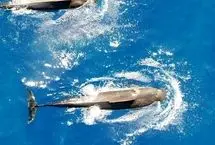 این نهنگ‌های غول‌پیکر روزانه حدود ۲۰۲ ماهی مرکب می‌خورند!