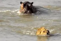 ببینید؛ اسب آبی خشمگین شیر نر را در رودخانه تعقیب کرد 