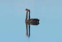 آنفولانزای مرگبار H5N1 به آخرین قاره امن جهان رسید