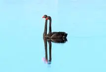 آنفولانزای مرگبار H5N1 به آخرین قاره امن جهان رسید