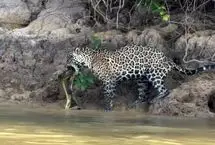 ببینید؛ لحظه شکار مار پیتون توسط یک جگوار