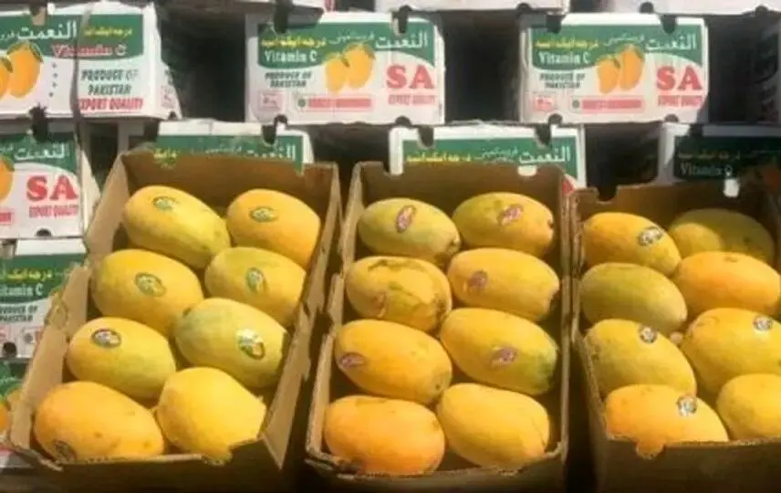 واردات انبه ممنوع شد
