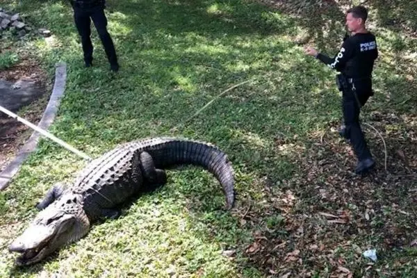 پلیس آمریکا برای مهار تمساح ۴ متری وارد عمل شد