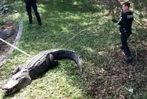 پلیس آمریکا برای مهار تمساح ۴ متری وارد عمل شد
