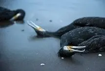 تصاویر؛ مرگ خاموش باکلان‌ها در سواحل خزر