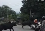 تصادف دختر موتورسوار در پی درگیری دو گاو نر